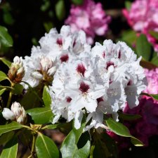 Rhododendron hybr. Hachmann´s Picobello ®
