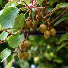 Kiwi