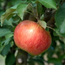 Malus domestica Gyllenkroks Astrakan E