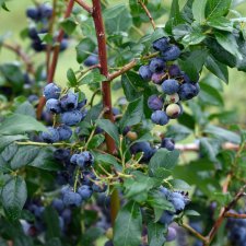 Vaccinium corymbosum Bluecrop, Amerikansk Blåbär
