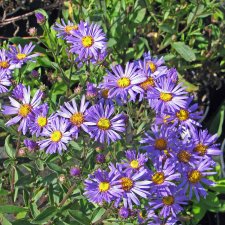 Aster amellus Rudolf Goethe