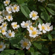 Rosa multiflora