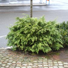 Chamaecyparis lawsoniana Minima Glauca