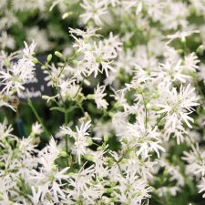 Lychnis flos-cuculi White Robin, Gökblomster, P9cm