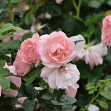 floribunda Astrid Lindgren ® (Pouluf), Floribundaros, C4