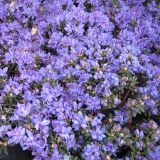 Rhododendron impeditum, Dvärgrododendron