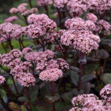 Hylotelephium hybr. Matrona, Kärleksört