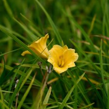 Hemerocallis hybr. Stella d´Oro, Daglilja, SQ1