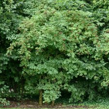 Sambucus nigra Haschberg