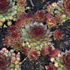 Sempervivum hybr. Bronco
