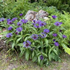 Centaurea montana Grandiflora, Bergklint, P9cm