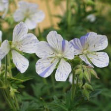 Geranium pratense Striatum (Splish-Splash), Ängsnäva