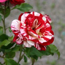 Rosa grandiflora Rock & Roll