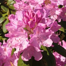 Rhododendron cataw. Roseum Elegans - Inkarho