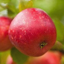 Malus domestica Alice