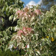 Acer negundo Flamingo