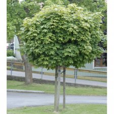 Acer platanoides Globosum, Klotlönn