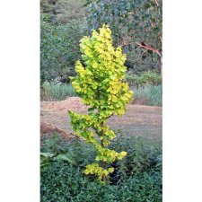 Ulmus hollandica Wredei, Guldalm