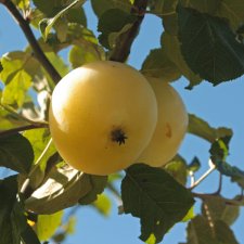 Sommaräpple, Stenbock, Värmlands Landskapsäpple, stam A2 C10