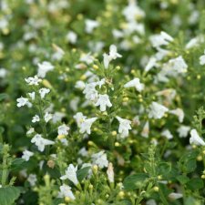 Clinopodium (Calamintha) nepeta Marvelette White