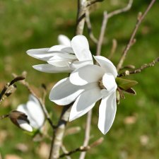 Magnolia x loebneri Snowdrift