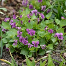 Viola sororia Rubra, Fjärilsviol