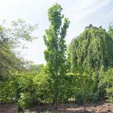 Liriodendron tulipifera Fastigiatum