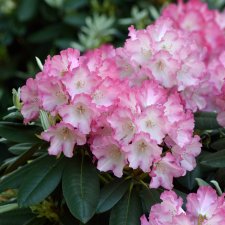 Rhododendron yak. Fantastica, Rododendron