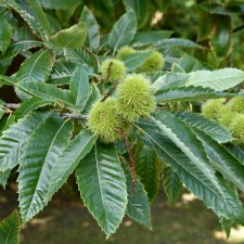 Castanea sativa, Äkta Kastanj, 60-80 C6