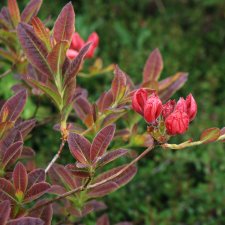 Rhododendron Knap Hill Berry Rose