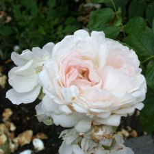 tehybrid Sebastian Kneipp ® (Korpastato), Tehybridros, C4