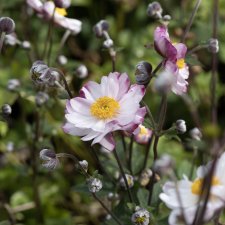 Anemone hybr. Garden Breeze ® Pink Touch