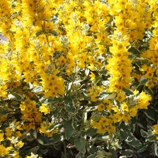 Lysimachia punctata Golden Alexander