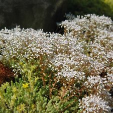 Sedum album