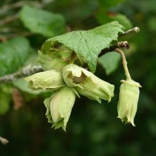 Corylus Webb´s Prize Cob, Hasselnöt