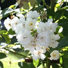 Rosa helenae Starkodder