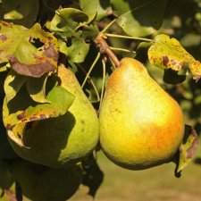 Pyrus communis Göteborgs Diamant E