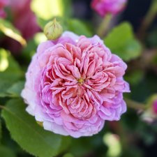 Rosa austin Princess Alexandra of Kent ™