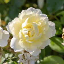 Rosa austin Vansessa Bell ™