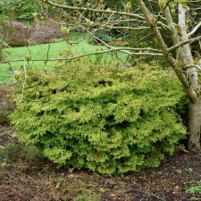 Chamaecyparis obtusa Kamarachiba
