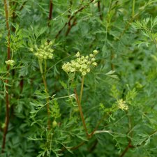 Cenolophium denudatum