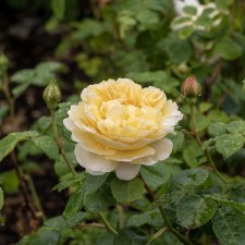 Rosa austin Charles Darwin ™