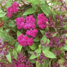 Spiraea japonica Double Play ® Red, Praktspirea, C5