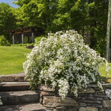 Spiraea prunifolia, Slånspirea