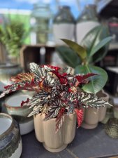 Begonia Spotlight Dark