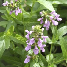 Stachys palustris