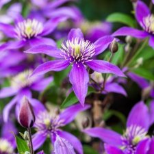 Clematis diversifolia Stella Bella ®