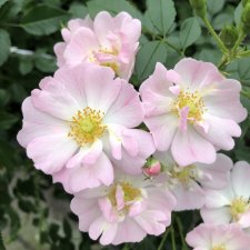 Rosa Sternenhimmel ®