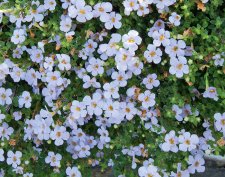 Snöflinga, Stickling, Bacopa Sutera Fall Big Pearl '15