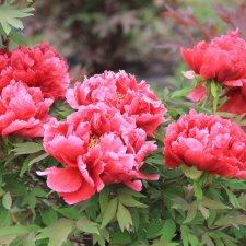 Paeonia suffruticosa Melody (Hua Wang)